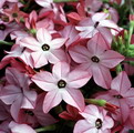 Woodland Tobacco